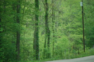 Typical Hardwood forest along KY 89