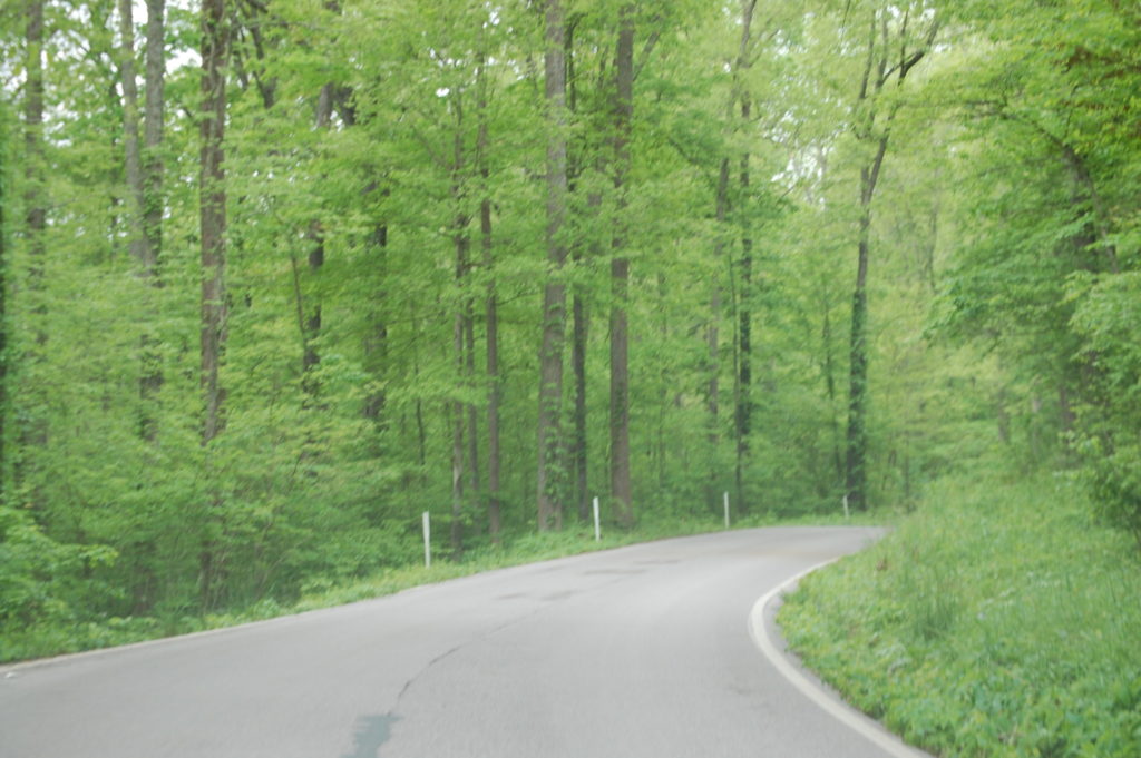 Forested road on KY 89. Much of the drive south of Irvine is like this