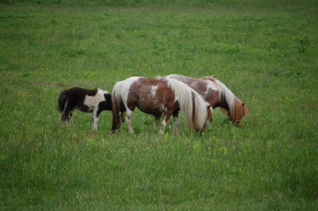 Miniature horse spotting on Highway 89 by the side of the Russell Flat Church