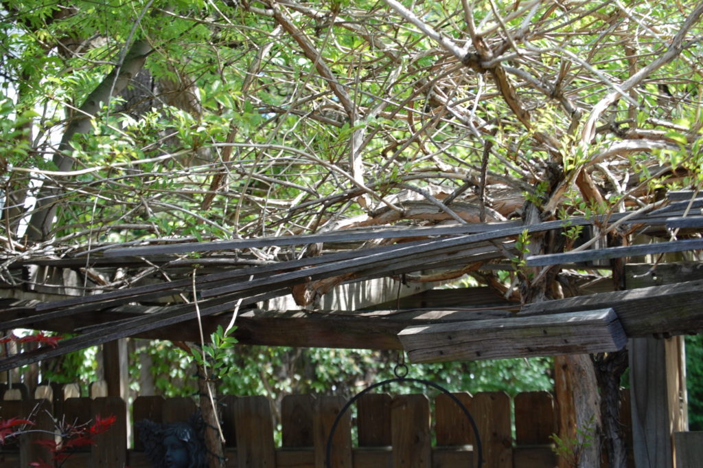 Some of the old grapevines that were originally brought from Italy and planted by Mama Guarino.