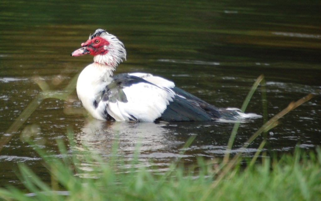 A unique duck in the river by Old Mill Inn