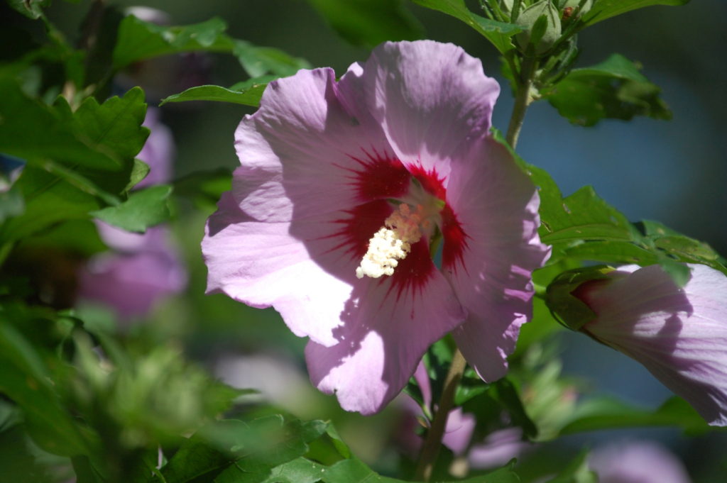 A pink hibiscus growing near a cafe in Damascus, VA