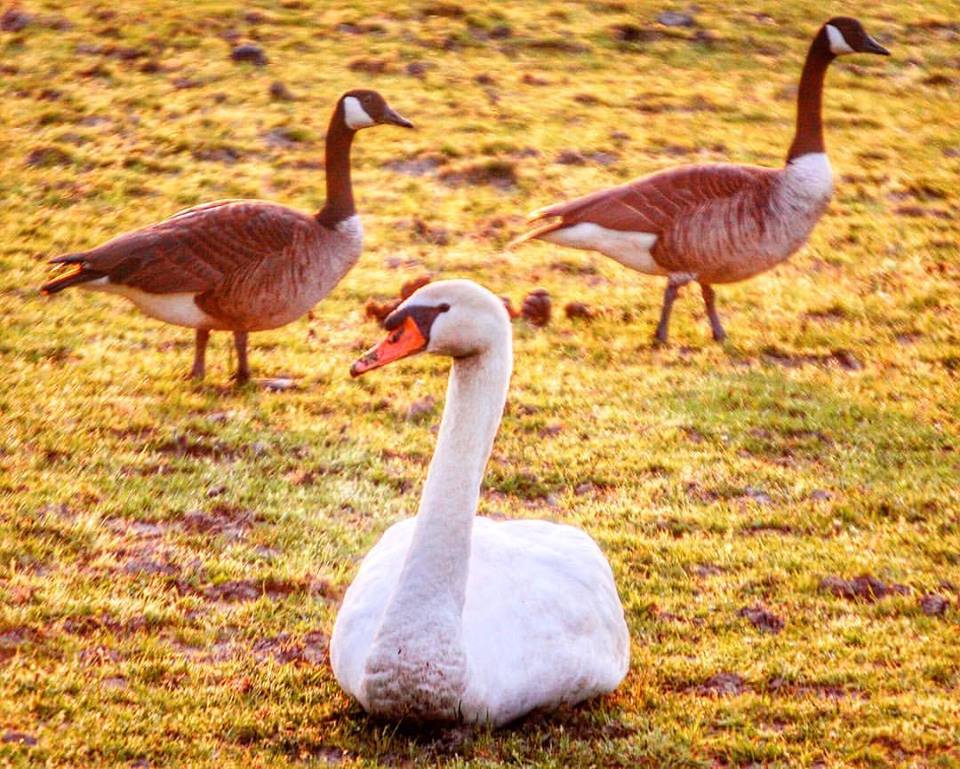 A pair of geese stroll by a relaxing swan at the Greenmoor Common Equestrian Center just after sunrise