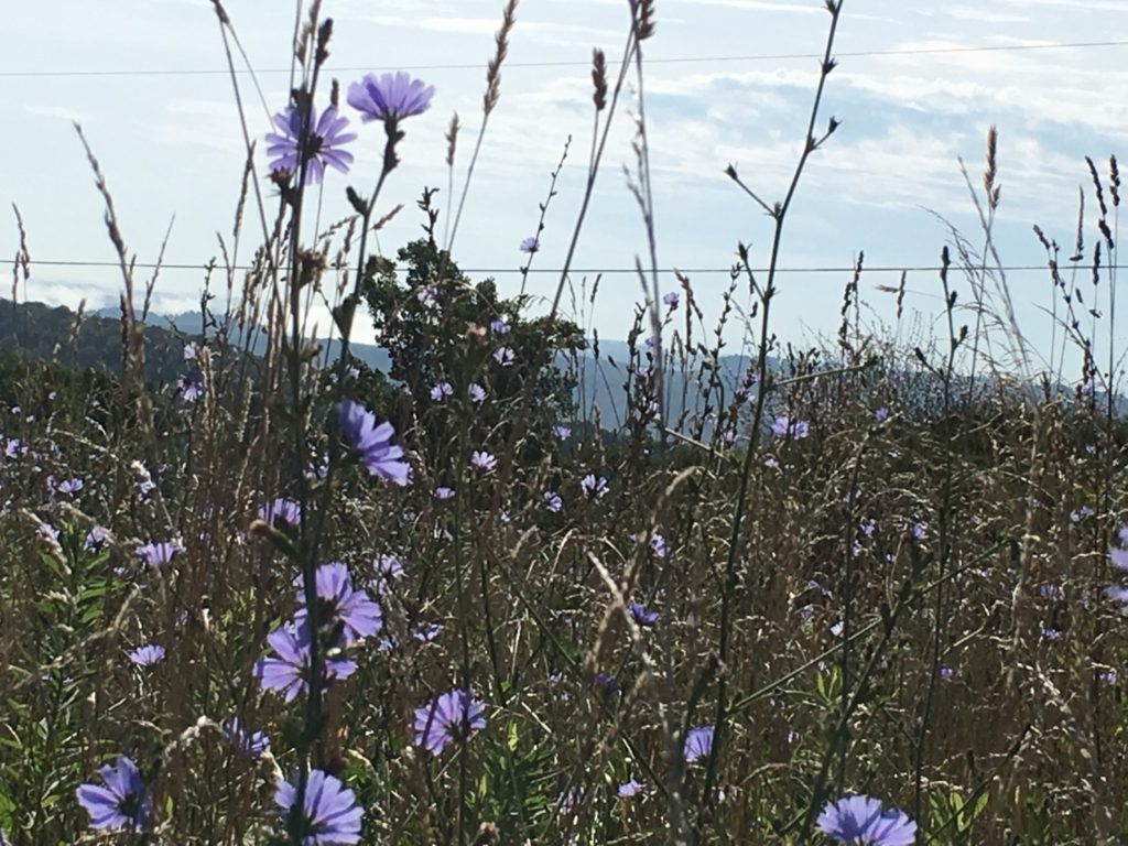 A field of Chicory wildflowers Virginia/Kentucky border