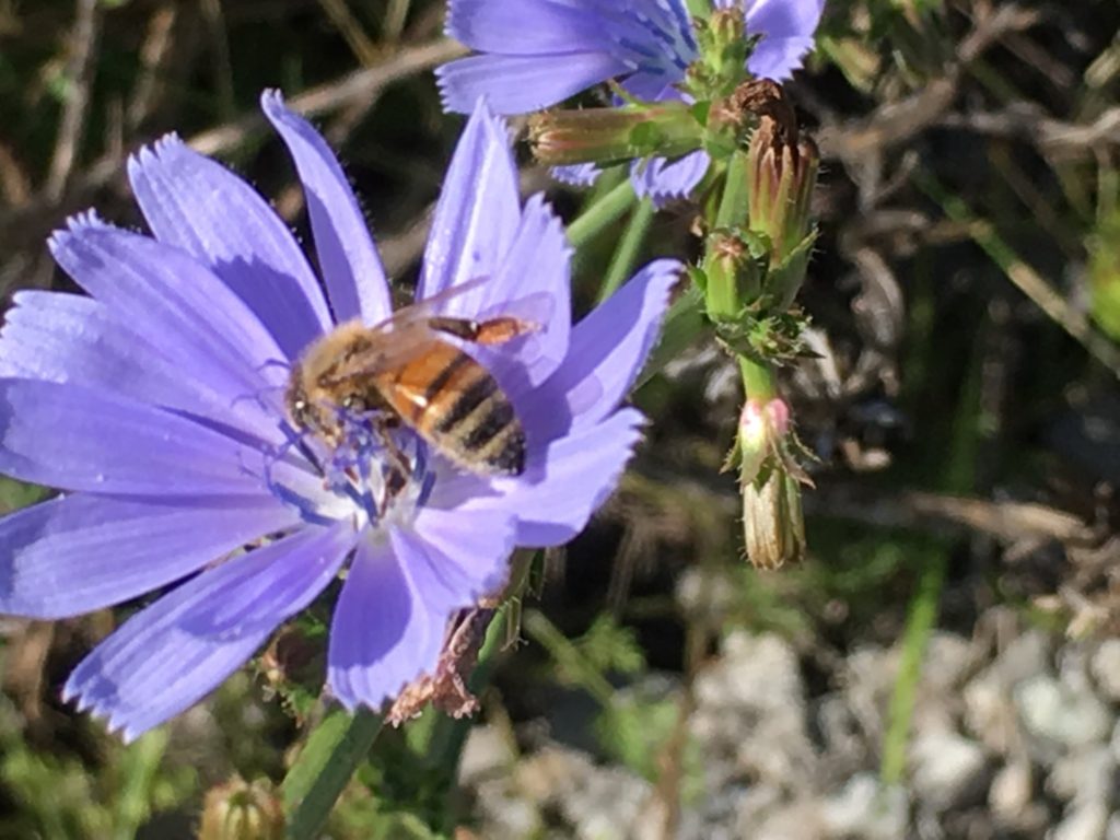 Bee on a Chicory Bloom