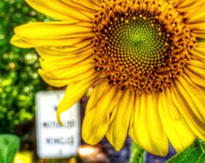 Sunflower taken at the end of Virginia Creeper Trail in Abingdon, VA