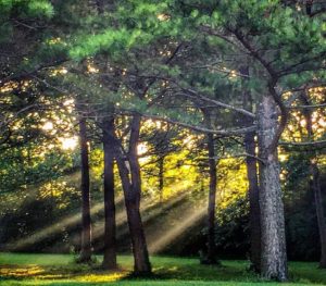 Sunbeams through the trees at Jacobson Park in Lexington, KY