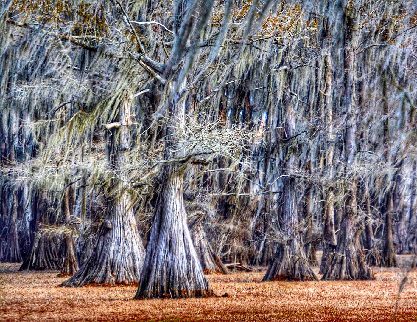 Uncertain Revisited: A Tour of Caddo Lake