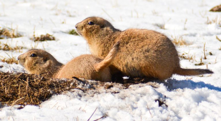 prairie dogs – Less Beaten Paths of America Travel Blog